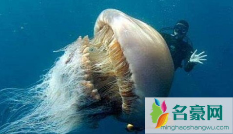 世界上最大的水母有多长2