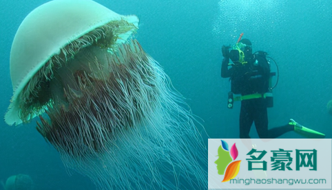 世界上最大的水母有多长3
