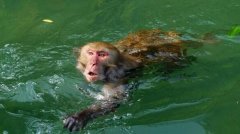 水猴子真的存在吗 有着巨大而神秘的力量非常吓人