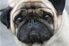 世界上最忧郁的狗:巴哥犬（从面容看就像像有抑郁