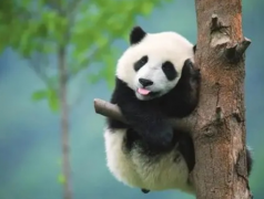 远古时期最凶悍的动物是什么 大熊猫的寿命有多长