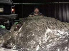 世界上最大的野猪品种 你知道最大的野猪八体重有