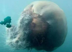 世界上最大的水母有多大