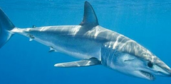 世界上最恐怖的鲨鱼是什么 灰鲭鲨即将被人类灭绝