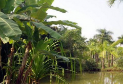 西双版纳有哪些游泳景区 西双版纳热带植物园有多