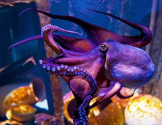 章鱼是否会进化出文明 章鱼是四维生物吗