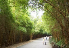 大夫山森林公园都有哪些风景区 大夫山森林公园位