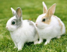 兔子的耳朵有哪些作用 兔子是一种胆小的动物吗
