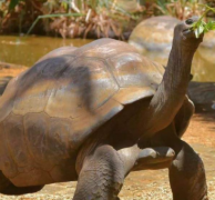 世界上最长寿的乌龟 亚达伯拉象龟竟活了二百多岁