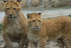 史上最强杂交动物是狮虎兽 狮虎混种存在哪些问题