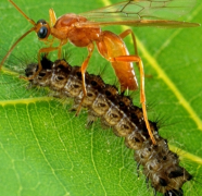 茧蜂编辑了毛虫的基因 茧蜂是如何蜕变的