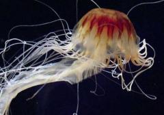 世界上触角最长的水母 北极霞水母触须竟40多米