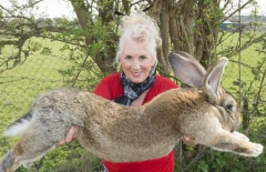 世界上最大的兔子有多大 兔子大流士每天吃十二根