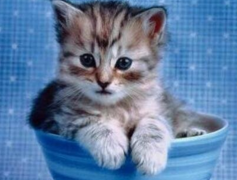 世界上最小的猫种 皮堡斯体重只有0.12千克