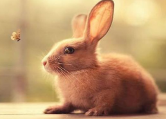 鲁冰花为什么是禁歌呢 十只兔子吓死了多少人