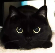 奥斯卡的猫咪被称为是“四脚死神 死神喵咪的神奇