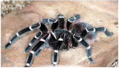 黑寡妇蛛是毒性最强的蜘蛛 黑寡妇蛛属于球腹蛛科