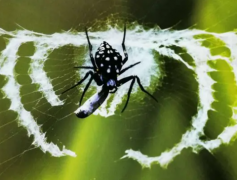 食鸟蛛的身上长满绒毛 食鸟蛛是世界上最大的蜘蛛