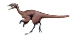 世界上出现过的最小的恐龙  它的臂高只有20厘米