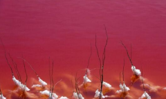 伊拉克血湖只有赤红的血水 是鲜血染成的伊拉克血
