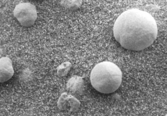 我们离外星生命有多近 科学家称疑似发现火星蘑菇