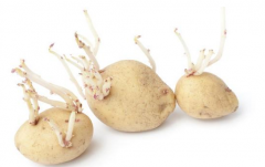 土豆怎么保存不发绿不长芽 普通家庭存放土豆的存
