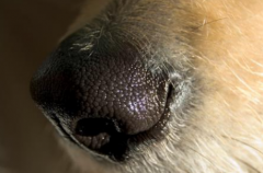 狗鼻子变色的几种情形 为啥狗狗鼻子还能从黑变红