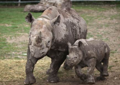 非洲西部黑犀牛宣告灭绝 犀牛的另外两个亚种也将