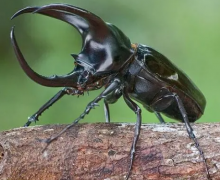 土卫六是世界上最大的甲虫 它的身长21厘米