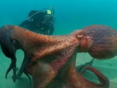 太平洋最大的章鱼 你知道有多少斤吗