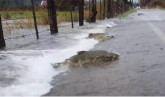 一场暴雨居然下出鱼来 一起看看是怎么回事