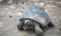 加拉帕戈斯象龟被发现的历史 世界上最大的乌龟竟