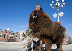 世界上最大的藏獒比尔  藏獒是一种高大强壮的狗