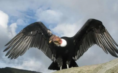 世界上最大的鸟类  安第斯的秃鹫非常凶猛