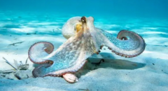 章鱼智商高到离谱 章鱼拥有独特的基因其DNA数量接
