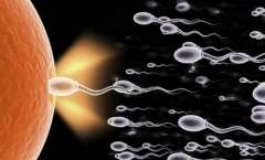 未“受精”成功的精子在女性体内何去何从
