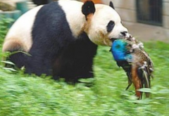 大熊猫是食肉动物吗 大熊猫的祖先是谁