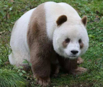 熊猫七仔为什么是棕色的 哪些原因导致他们成为棕
