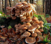 蘑菇的孢子和菌丝是地球农业的基石