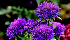 翠菊和紫苑菊一样吗 它们是同一咱植物吗