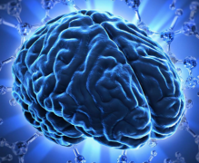 人的大脑正在缩小 人类大脑的未来会是怎样