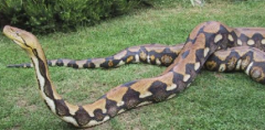 世界上最大的蟒蛇 你知道它是哪具品种吗