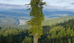 世界上最高的树是哪一种 杏仁桉树是最高的树吗