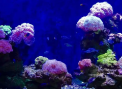 世界上最大的海珊瑚海