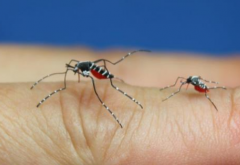 如何远离蚊子的打扰  蚊子叮咬如何应对