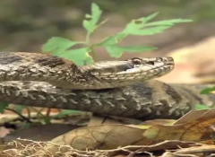 七步蛇是什么蛇 七步蛇的毒性有多大