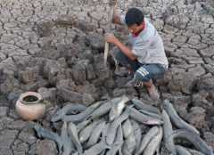 在泥土中生存的非洲肺鱼生命有多顽强 没水也能在