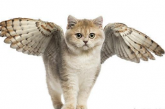 世界上真的有长着翅膀的猫吗