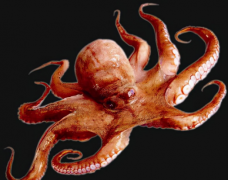 章鱼怎么就这么独特 为什么科学家会认为章鱼是外