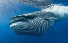 最早出现的鲸鱼是什么  鲸鱼的祖先究竟是什么动物